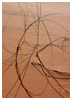 Grass, Snow Canyon